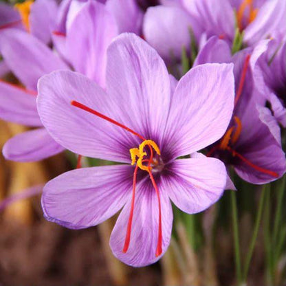 100Pcs Saffron Seeds Easy To Grow With Flexible Sunlight Needs Suitable For Shaded And Partly Sunny Spots
