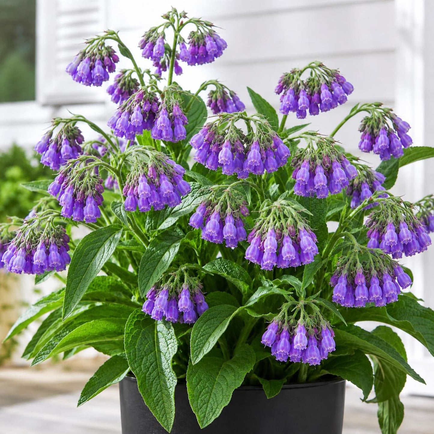 100pcs Comfrey Seeds serve as ideal backdrop planting option for garden beds and shaded corner spaces