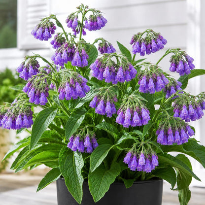 100pcs Comfrey Seeds serve as ideal backdrop planting option for garden beds and shaded corner spaces