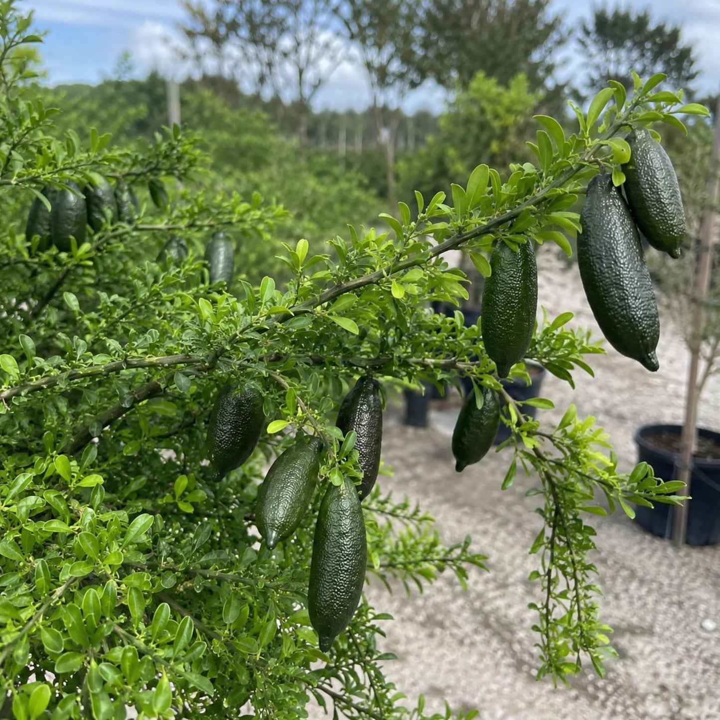 30Pcs Finger Lime Seeds Ideal For Growing Work Well In Foundation Plantings And Landscapes