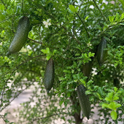 30Pcs Finger Lime Seeds Ideal For Growing Work Well In Foundation Plantings And Landscapes