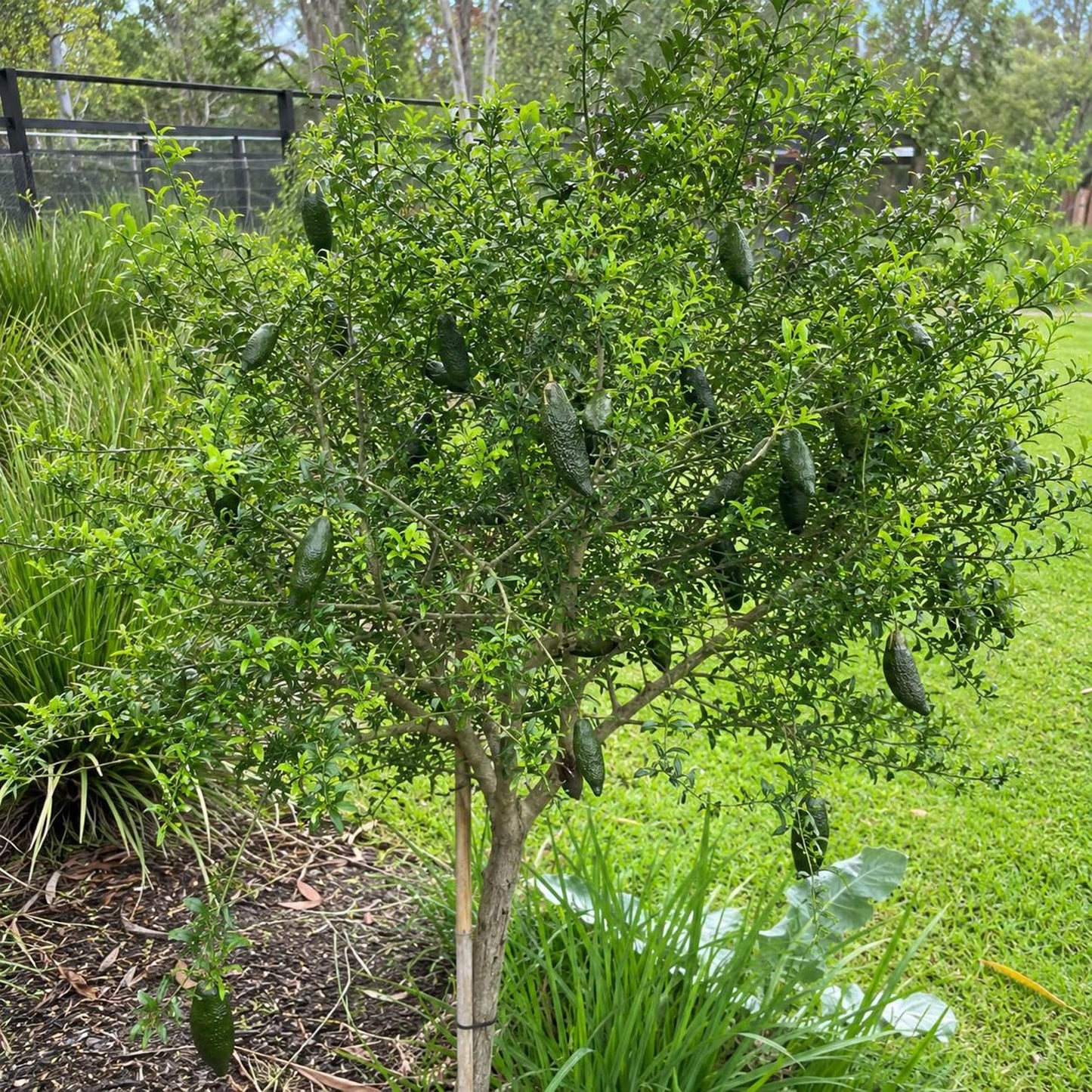 30Pcs Finger Lime Seeds Ideal For Growing Work Well In Foundation Plantings And Landscapes