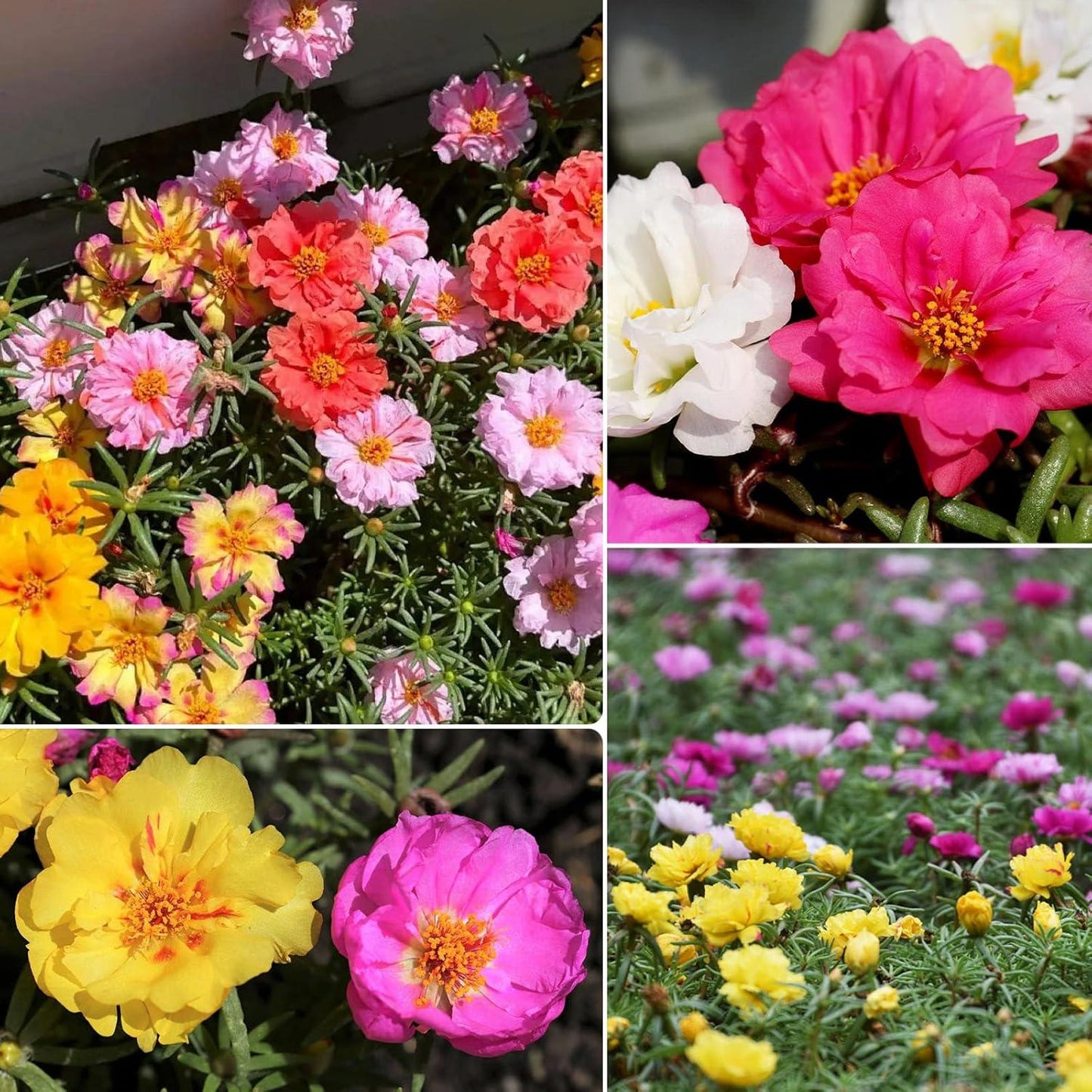 1000pcs Mixed Moss Rose Flower Seeds Ground Cover | Heat Tolerant Heirloom Garden Flowers