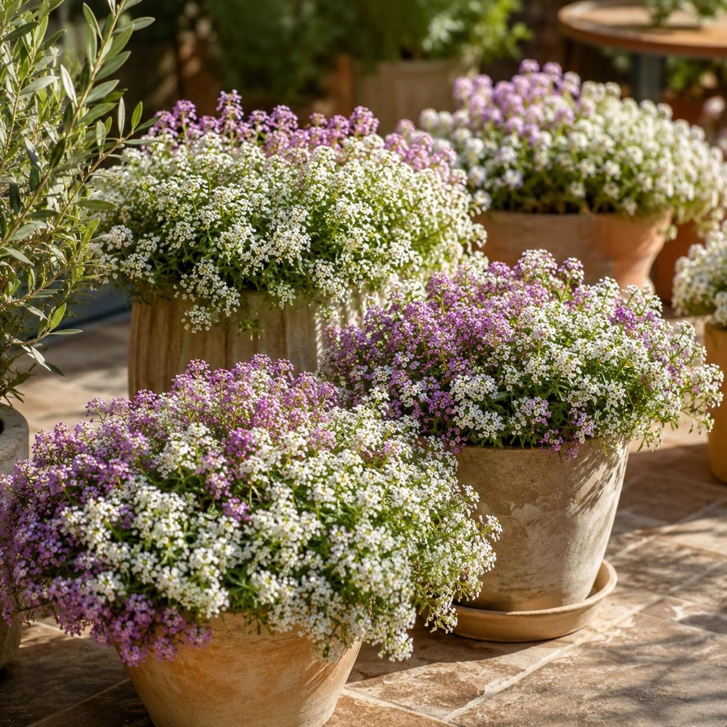 1000pcs Fragrant Sweet Alyssum Seed Pack Outdoor Landscape Planting