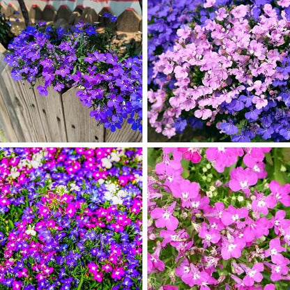 Lobelia Seeds 5000 Pcs Mixed Colors Trailing Annual Garden Flowers