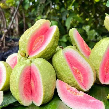 88Pcs Guava Seeds pair well with low ornamental plantings to enrich multi-layered courtyard landscape structure