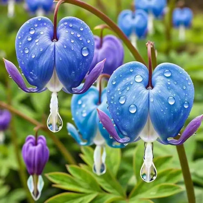 24Pcs Ideal For Growing Bleeding Heart Peony Seeds That Provide Long-Term Ornamental Value