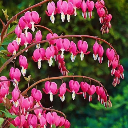24Pcs Ideal For Growing Bleeding Heart Peony Seeds That Provide Long-Term Ornamental Value