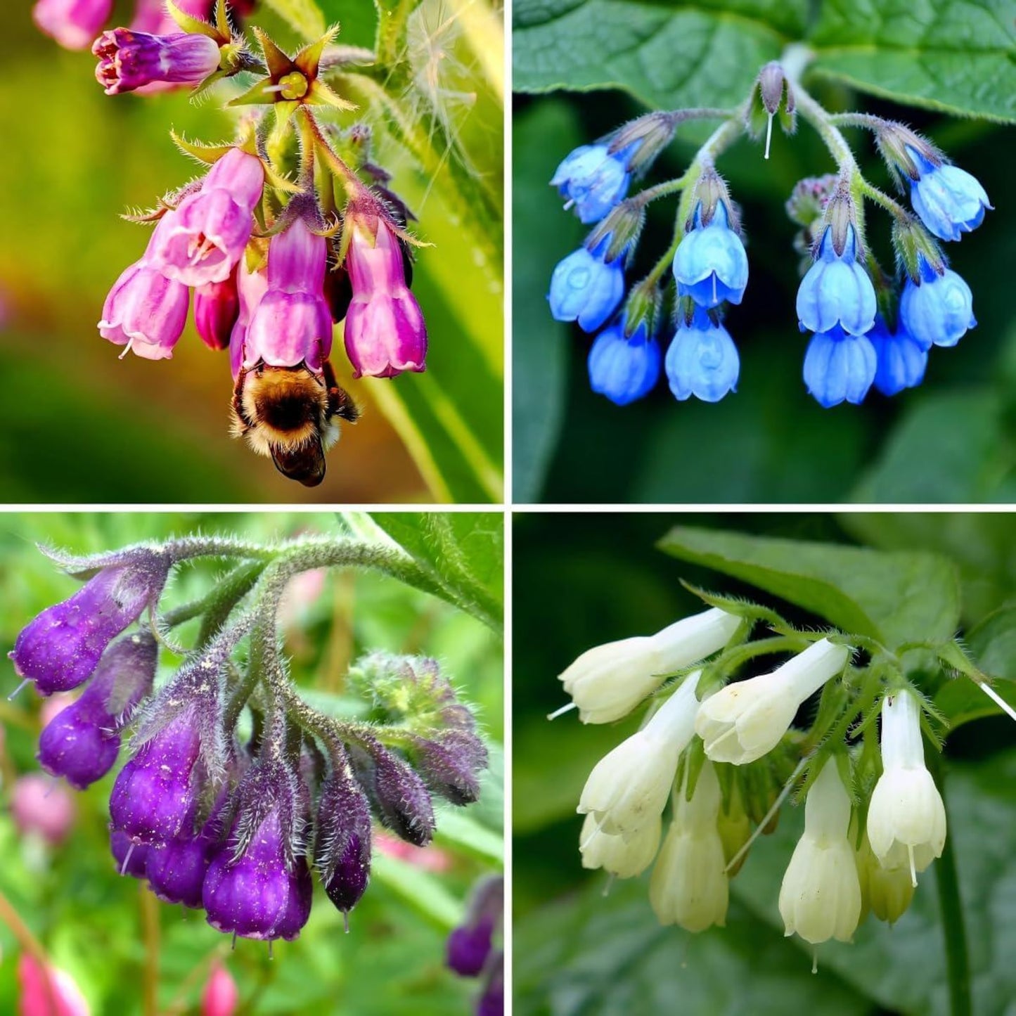 100pcs Comfrey Seeds Heirloom Purple Bell Flowers, Pollinator Garden