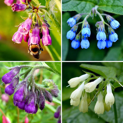 100pcs Comfrey Seeds Heirloom Purple Bell Flowers, Pollinator Garden