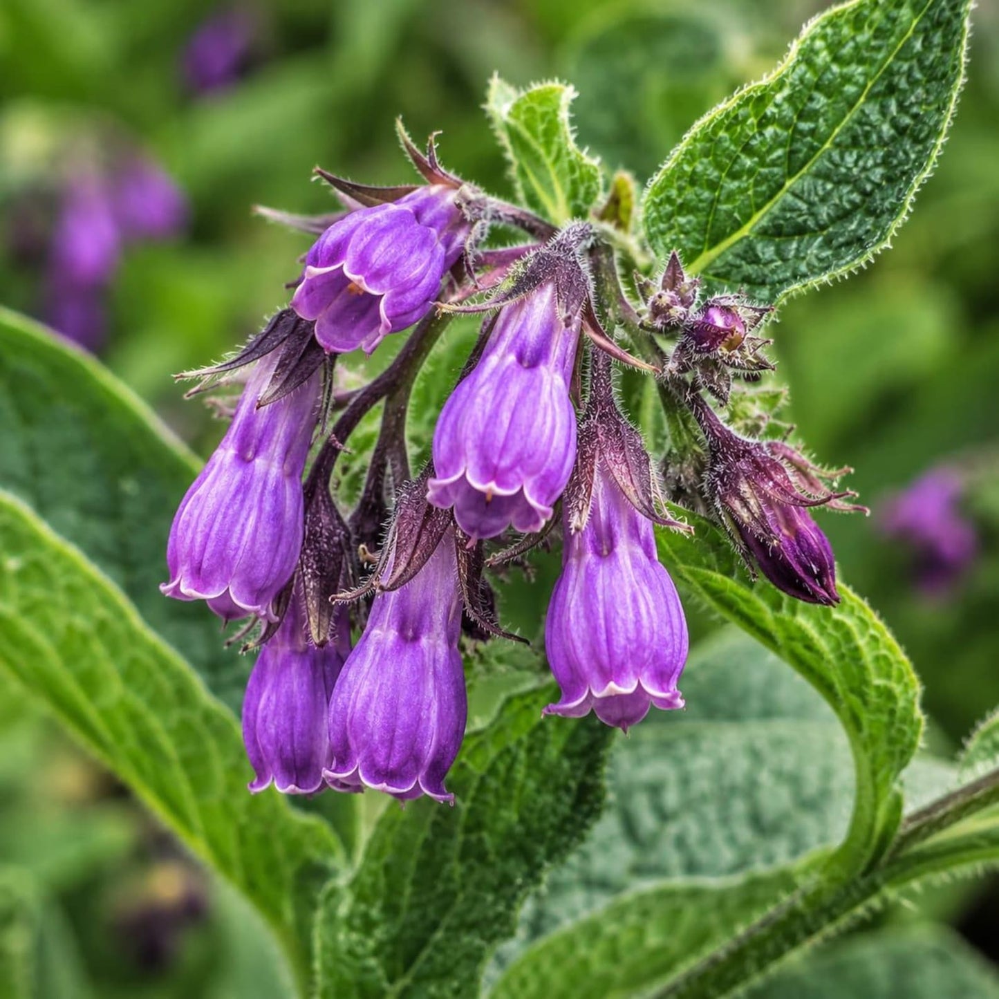 100pcs Comfrey Seeds Heirloom Purple Bell Flowers, Pollinator Garden