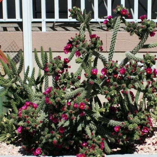 92Pcs Cactus Seeds suitable for casual container planting and long term decorative landscape layout