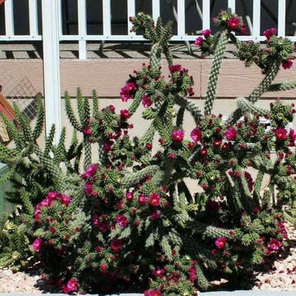 92Pcs Cactus Seeds suitable for casual container planting and long term decorative landscape layout
