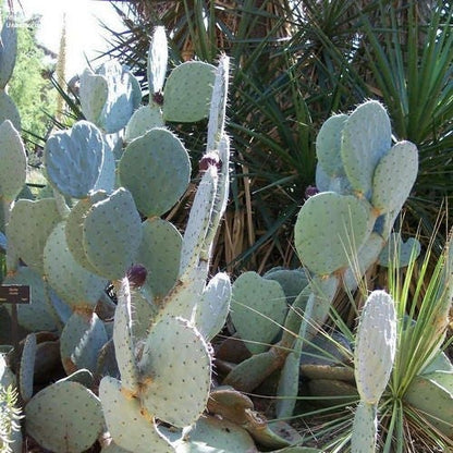 86Pcs Easy to Sow Cactus Seeds ideal for arranging continuous ornamental effect in container groups and dry garden borders