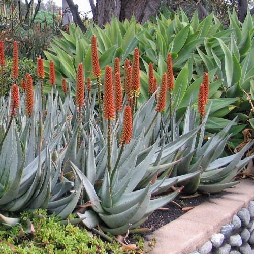 200Pcs Beginner Friendly Aloe Vera Seeds maintain steady compact rosette form through fluctuating seasonal temperature shifts