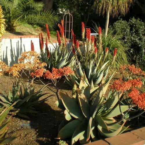 200Pcs Beginner Friendly Aloe Vera Seeds maintain steady compact rosette form through fluctuating seasonal temperature shifts