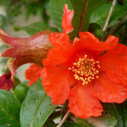 149Pcs Pomegranate Seeds fill blank yard and garden spots in newly arranged landscape layouts
