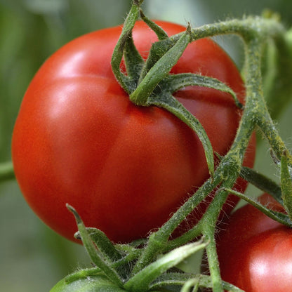 200Pcs Tomato Seeds Bring A Lush Vibrant Touch To Residential Outdoor Living And Entertainment Zones
