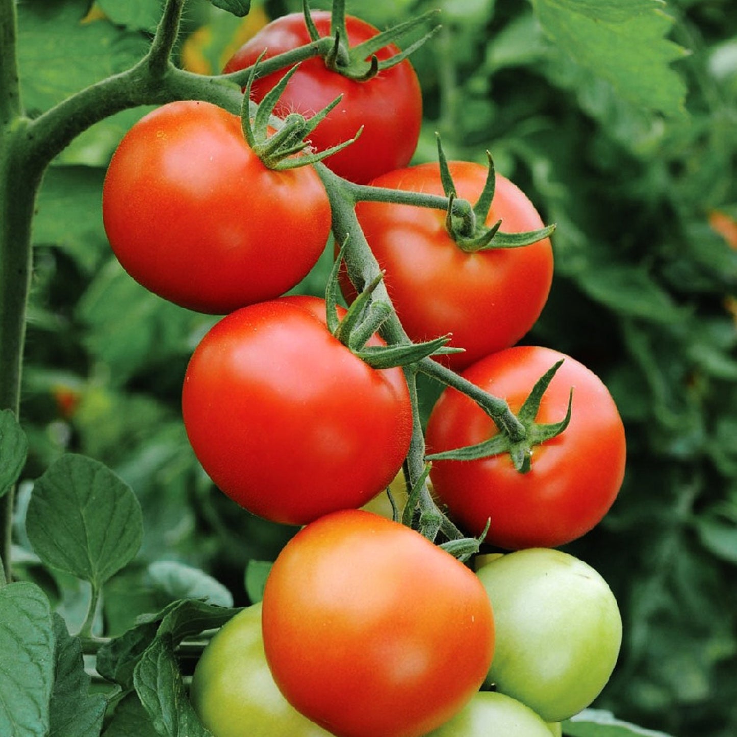 200Pcs Tomato Seeds Bring A Lush Vibrant Touch To Residential Outdoor Living And Entertainment Zones