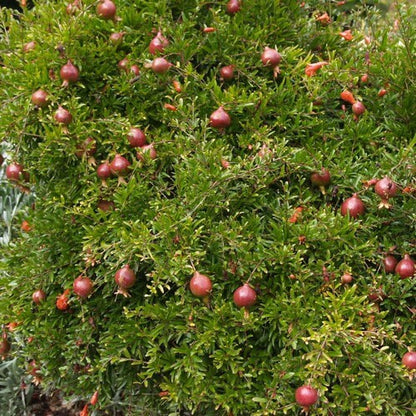 149Pcs Pomegranate Seeds fill blank yard and garden spots in newly arranged landscape layouts