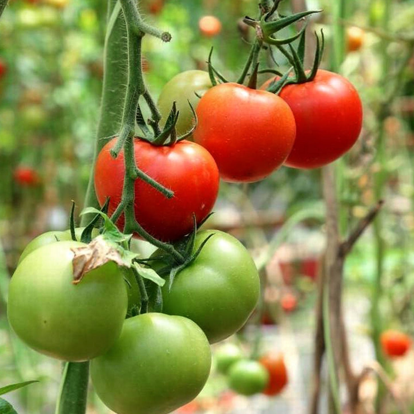 200Pcs Tomato Seeds Bring A Lush Vibrant Touch To Residential Outdoor Living And Entertainment Zones