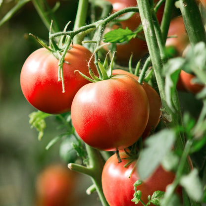 200Pcs Tomato Seeds Bring A Lush Vibrant Touch To Residential Outdoor Living And Entertainment Zones