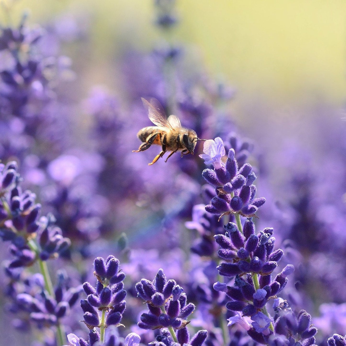950Pcs Lavender Seeds Upright Growth For Garden Border