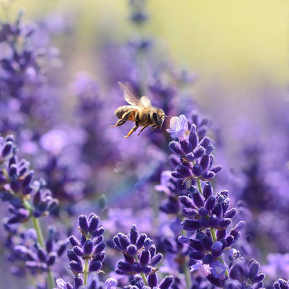 950Pcs Lavender Seeds Upright Growth For Garden Border