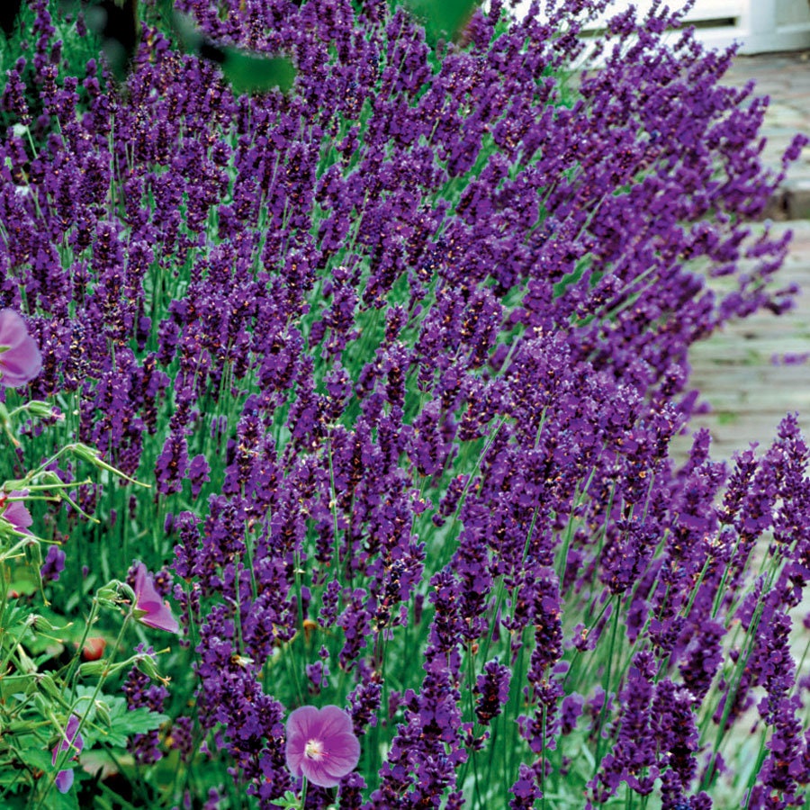 979Pcs Lavender Seeds Vigorous Germination Beginner Friendly For Household Sowing