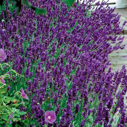 979Pcs Lavender Seeds Vigorous Germination Beginner Friendly For Household Sowing
