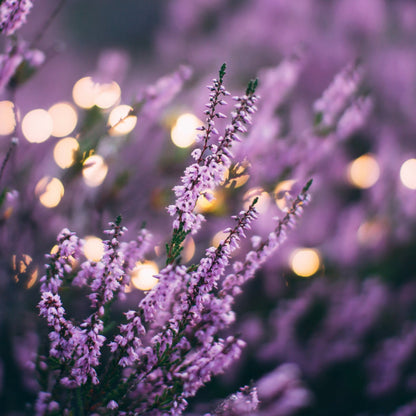 950Pcs Lavender Seeds Upright Growth For Garden Border