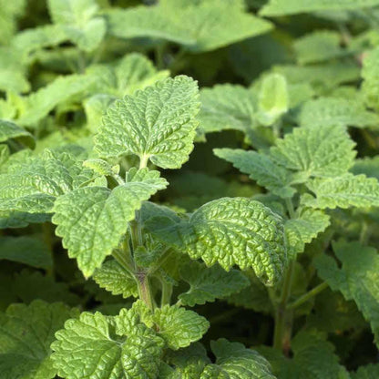 1000pcs Planting Seeds Catnip Seeds Vigorous Growth Easy To Grow For Outdoor Yards