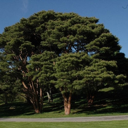 79Pcs Pine Seeds maintain steady vigorous growth through fluctuating seasonal temperature patterns