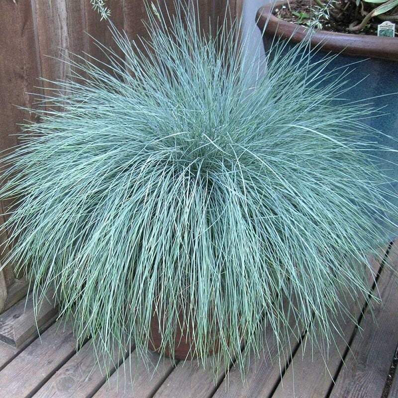 499Pcs Fescue Seeds Made for home planting create uniform delicate ground texture across large yard and garden areas