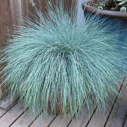499Pcs Fescue Seeds Made for home planting create uniform delicate ground texture across large yard and garden areas