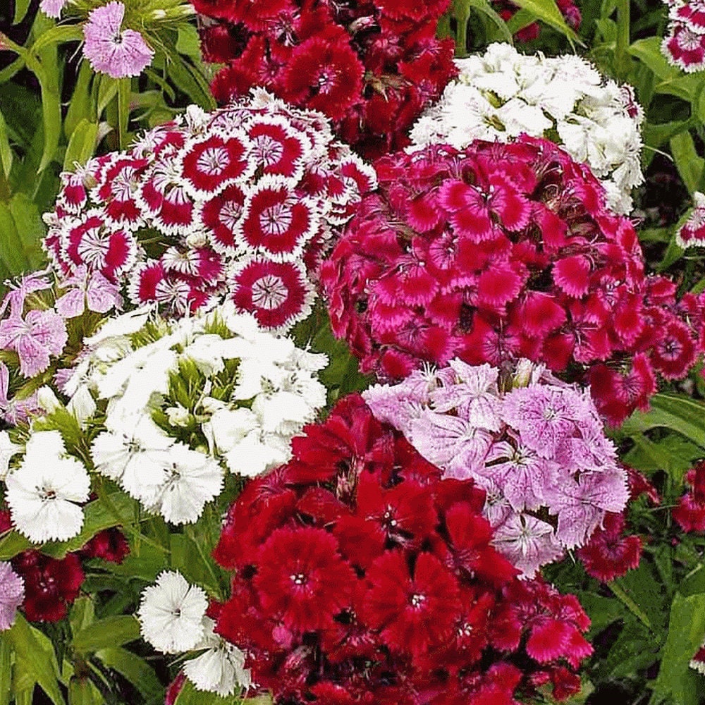 400Pcs Dianthus Seeds thrive wonderfully under full sun and well circulated open air surroundings