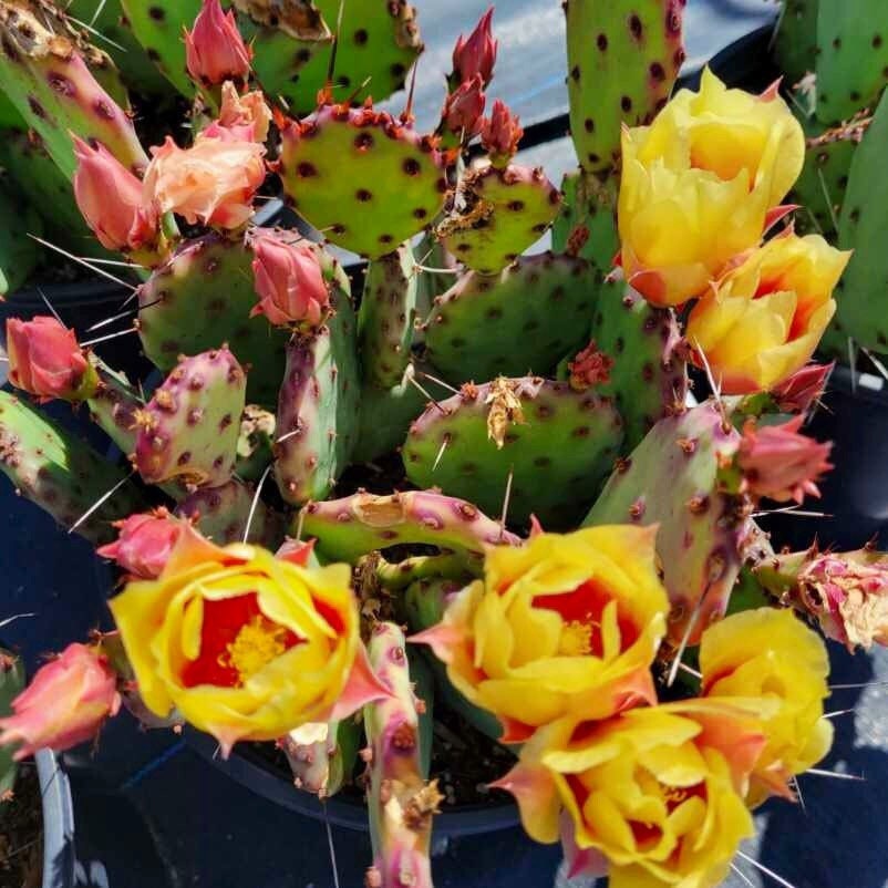 100Pcs Cactus Seeds for planting add special layered textured appeal to residential balcony, patio and garden landscapes
