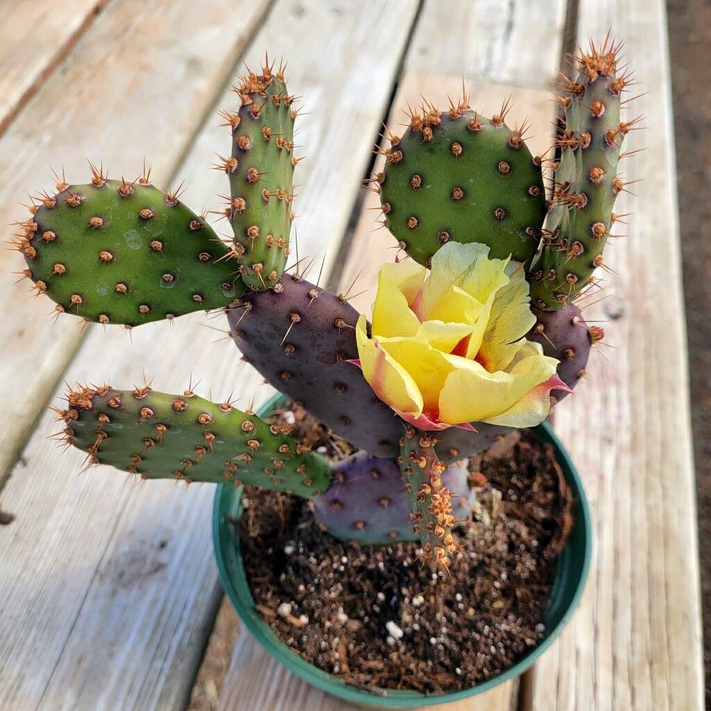 100Pcs Cactus Seeds for planting add special layered textured appeal to residential balcony, patio and garden landscapes