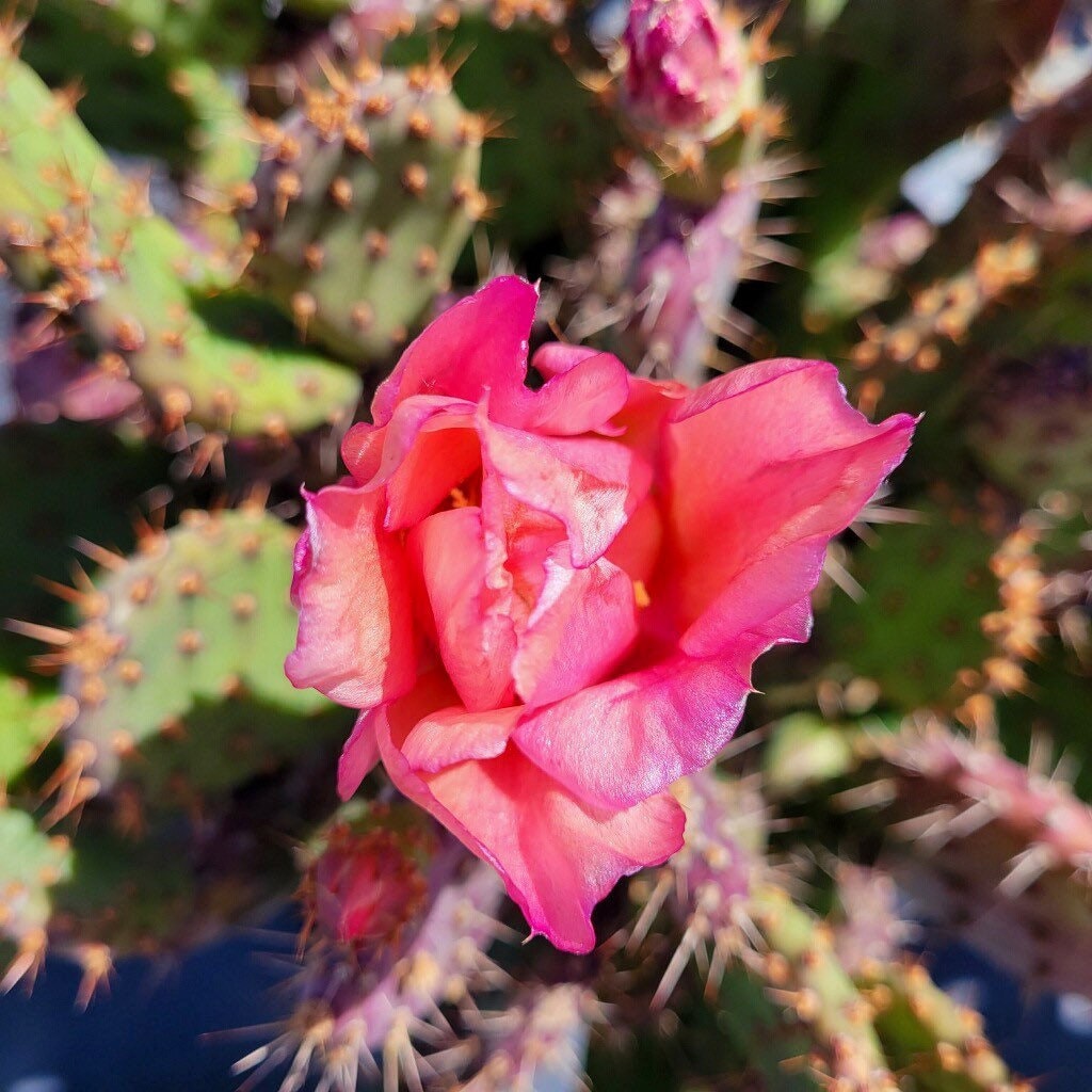100Pcs Cactus Seeds for planting add special layered textured appeal to residential balcony, patio and garden landscapes