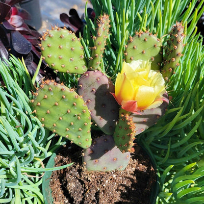 100Pcs Cactus Seeds for planting add special layered textured appeal to residential balcony, patio and garden landscapes