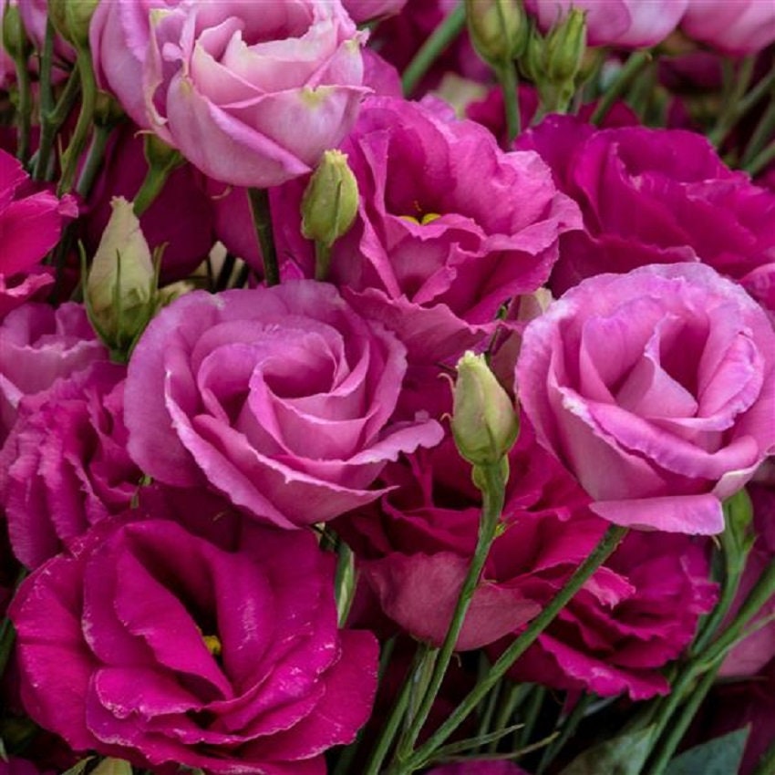 96Pcs Lisianthus Seeds Beginner Friendly for planting in garden borders, yard flower beds and outdoor ornamental display spaces