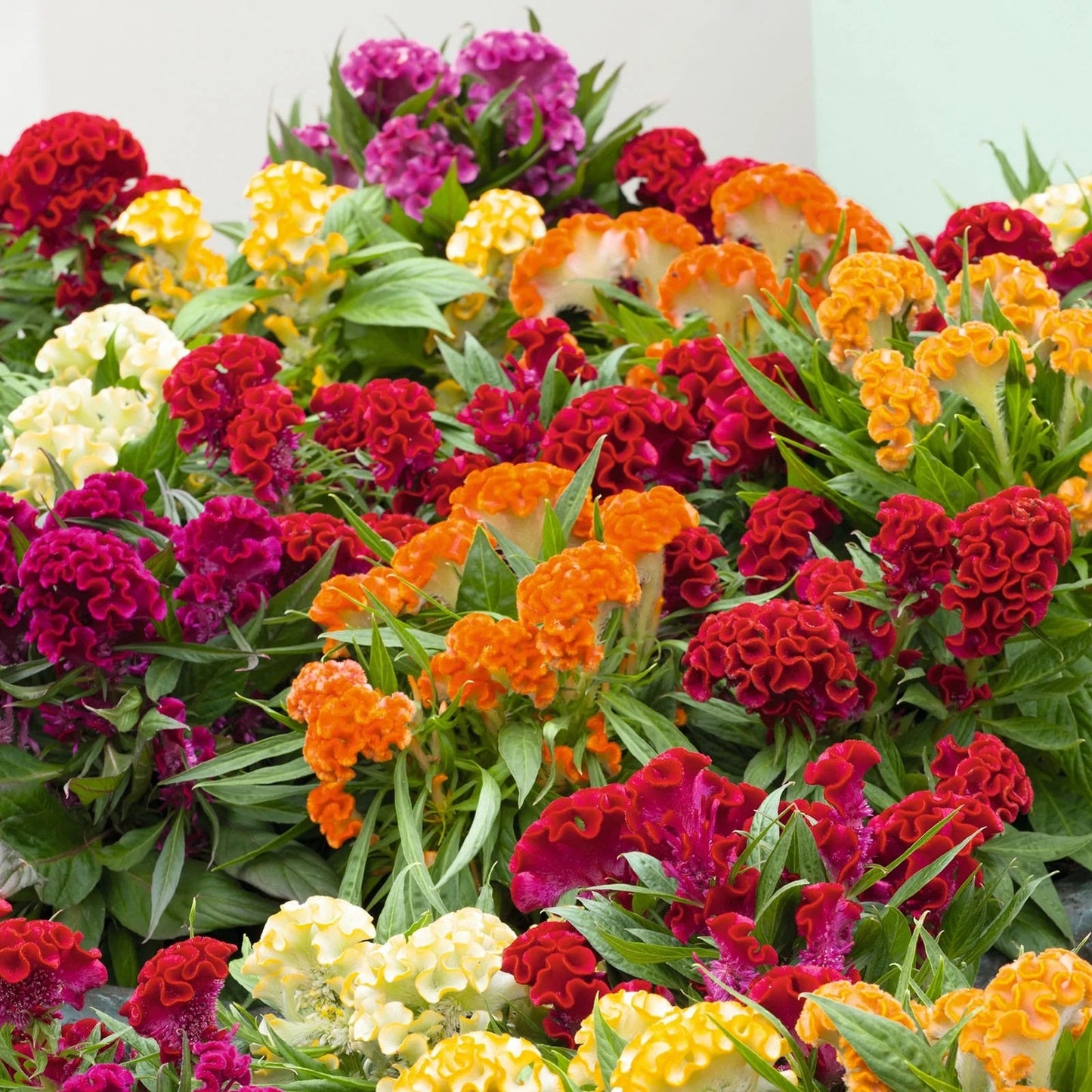 180Pcs Celosia Seeds Designed for planting feature upright seasonal blooming habit for permanent garden landscape arrangement