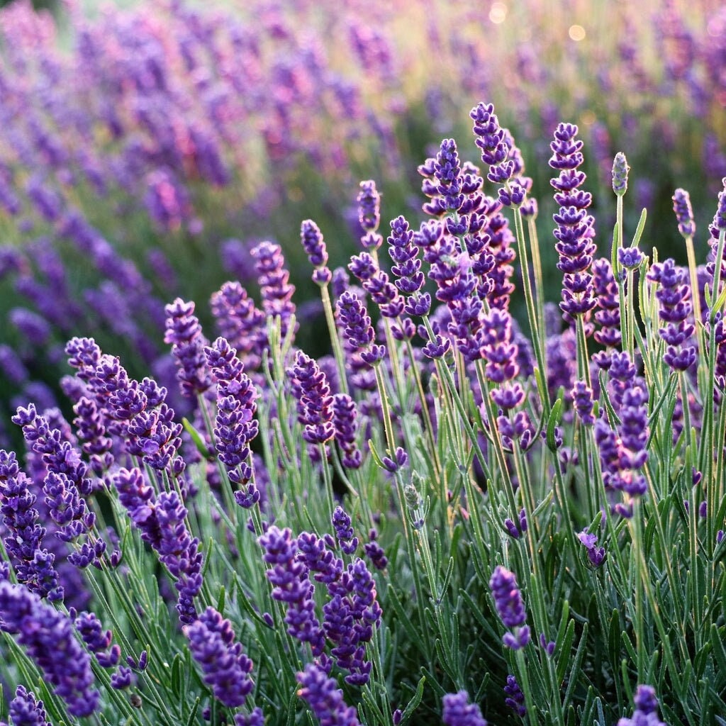 950Pcs Lavender Seeds Upright Growth For Garden Border