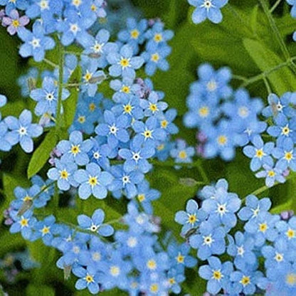 495Pcs Forget Me Not Seeds form full rounded clumps in cool shaded garden and courtyard zones