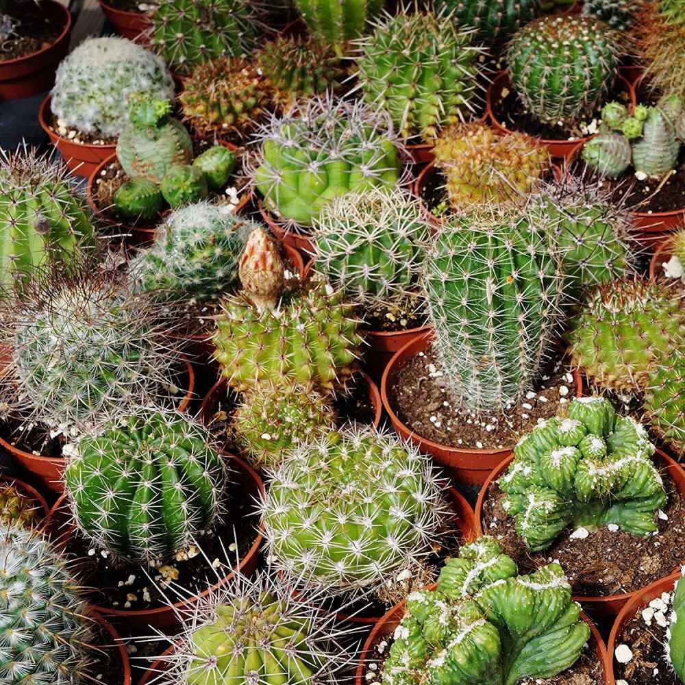 88Pcs Cactus Seeds great for novice container styling and dry rock garden design
