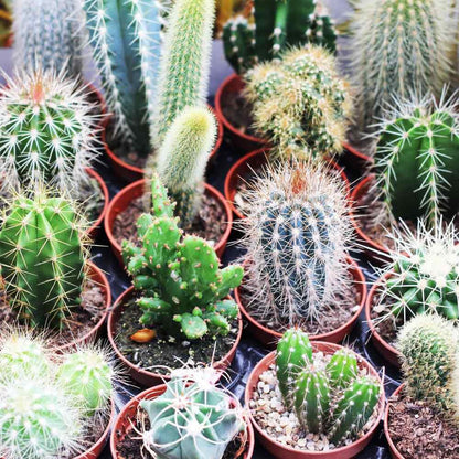 88Pcs Cactus Seeds great for novice container styling and dry rock garden design