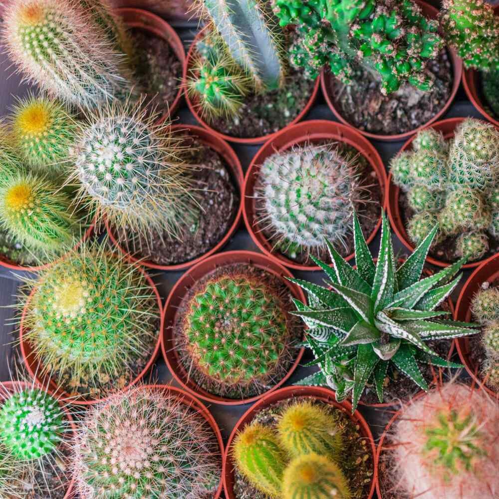 88Pcs Cactus Seeds great for novice container styling and dry rock garden design