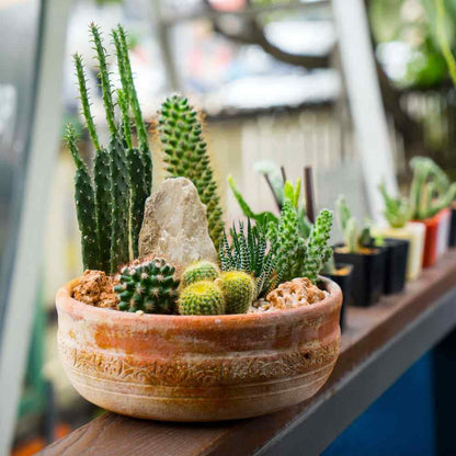 88Pcs Cactus Seeds great for novice container styling and dry rock garden design