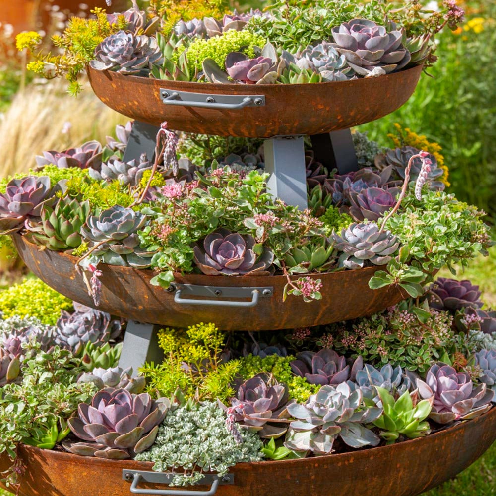 88Pcs Cactus Seeds great for novice container styling and dry rock garden design