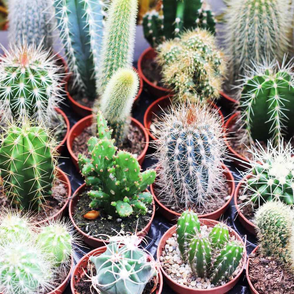 88Pcs Cactus Seeds great for novice container styling and dry rock garden design